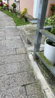 田野調查