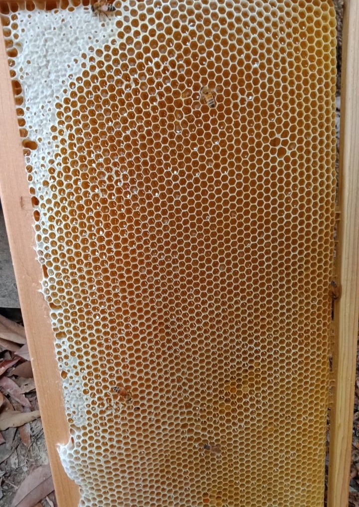 請問大家要怎樣分辨真蜜跟假蜜呢?都會被朋友笑!