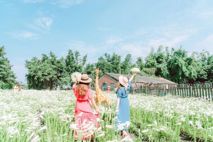 【雲林│遊記】初夏限定絕美花景免費拍！雲林四湖「百合花海」夢幻綻放