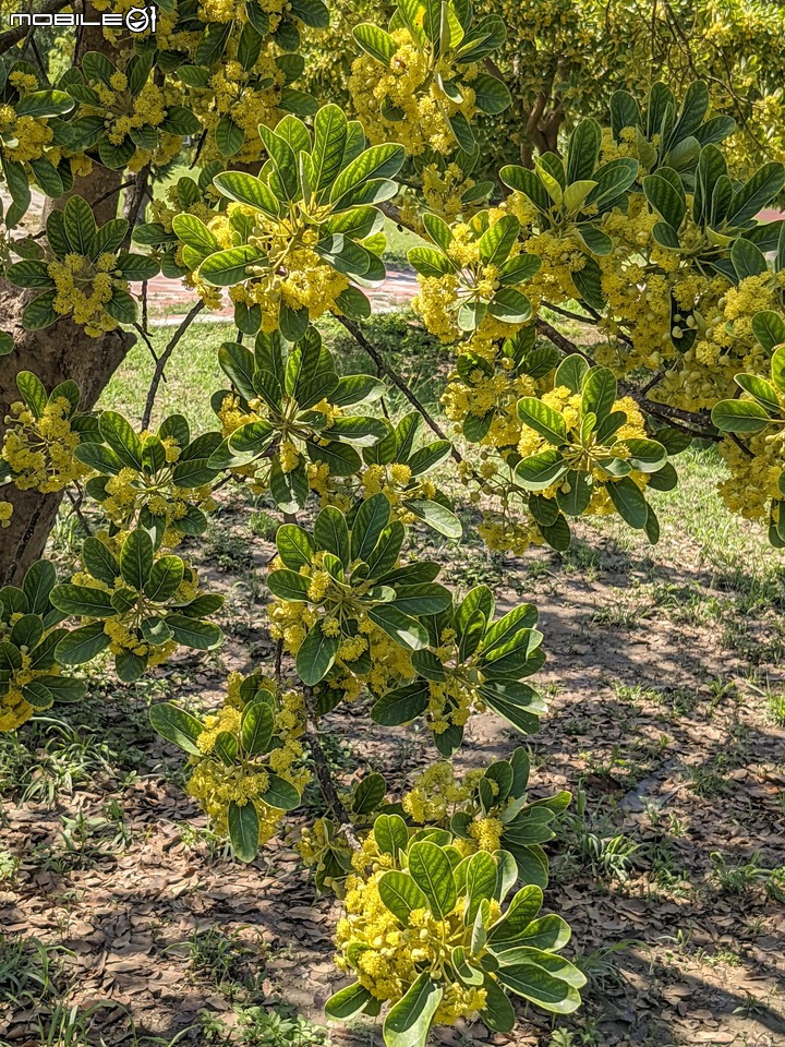 潺槁樹 台南市安平區湖濱水鳥公園 05/24