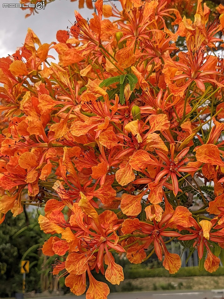 鳳凰花 台南市安南區史博館 05/16