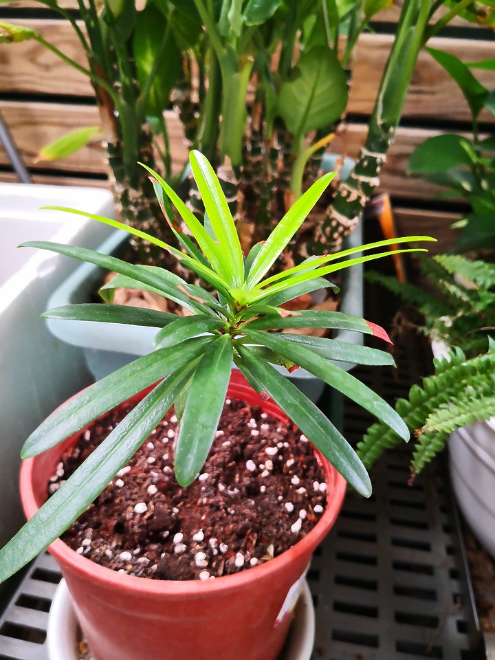 前輩...請問這長了一陣子的小樹苗是?