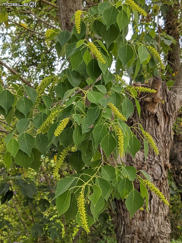 仙人掌+鳳凰花 台南市北區公園南路台南公園 05/03