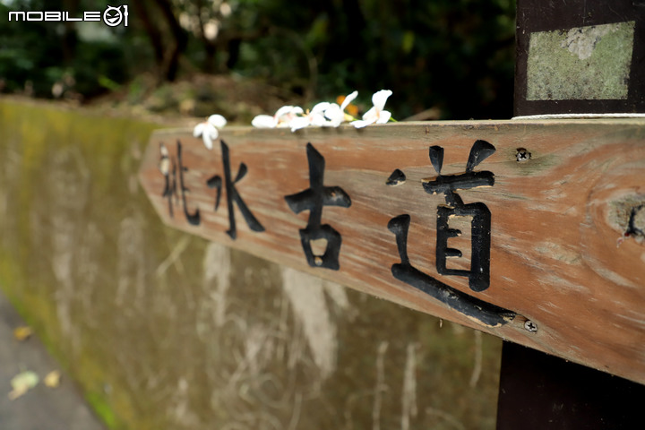 賞桐秘境|親子同遊|古步道|挑水古道|芬園鄉|彰化縣