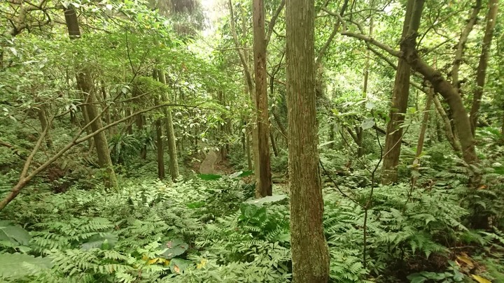 [樂山童盟] [新北平溪] 石筍尖登山步道