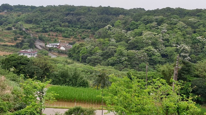 山上有個富貴角?|美人樹大道|三芝田心|淡水老街蛋餅外酥內嫩|油桐花海 【台北單車go百K系列】