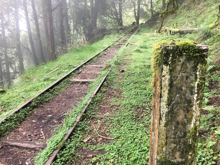 一個人探訪消失在雲霧中的森林鐵道-阿里山眠月線