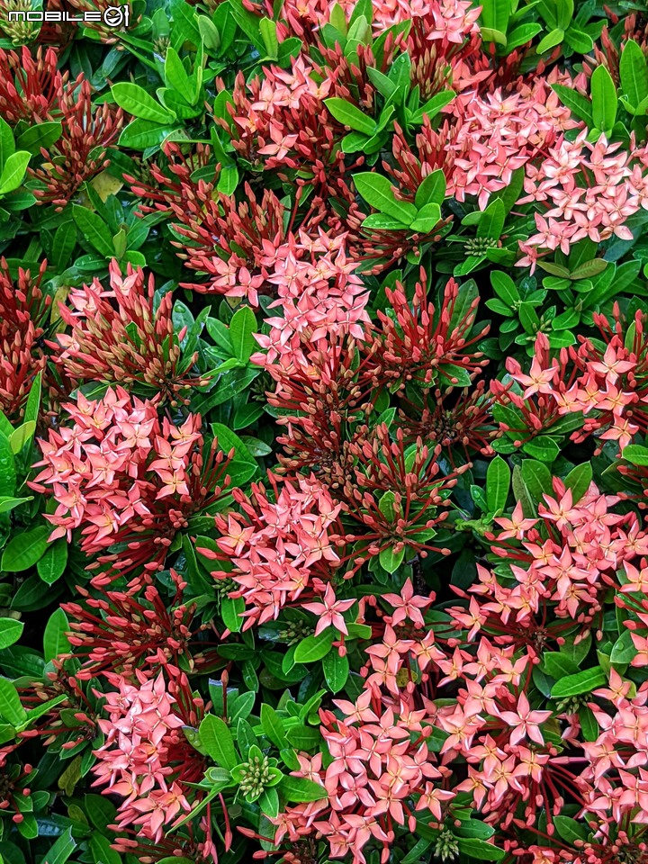 仙丹花 台南市安南區史博館 06/20