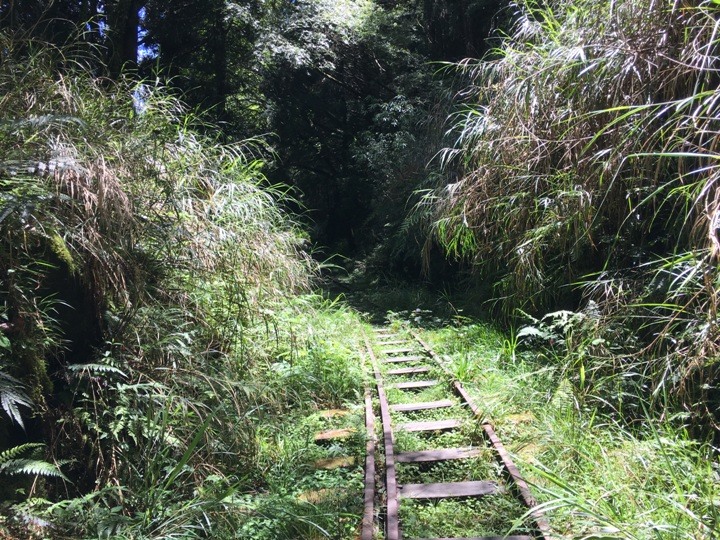 一個人探訪消失在雲霧中的森林鐵道-阿里山眠月線