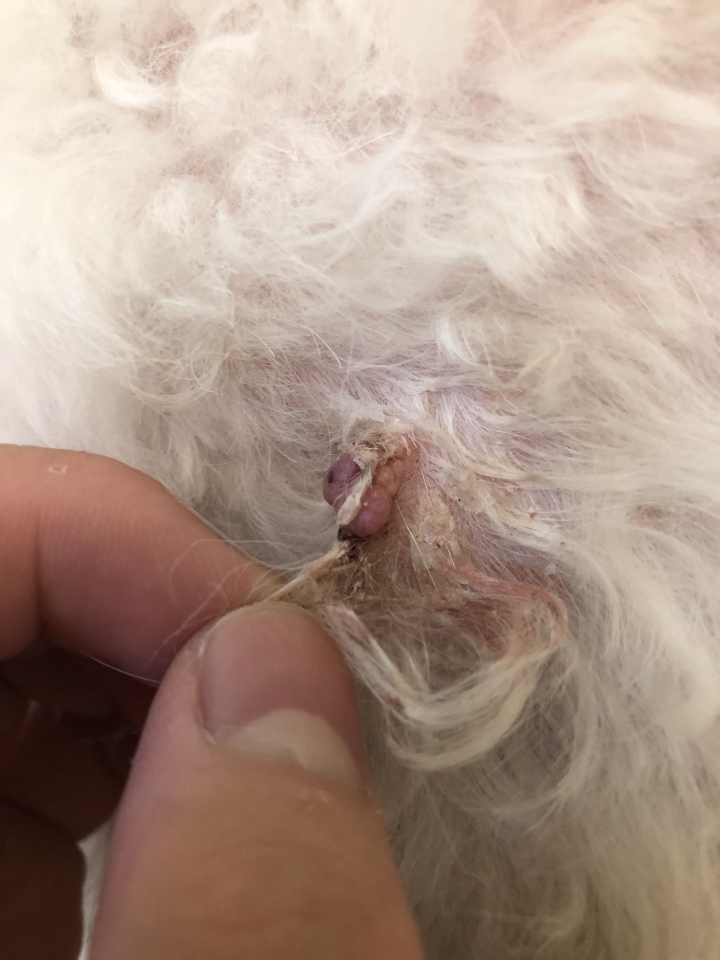 我的狗狗身體長了類似瘤的東西