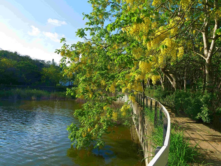 湖邊黃金的阿勃勒 與 鳳凰木/新化 虎頭埤 阿勃勒花季