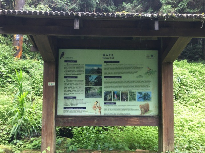 一個人探訪消失在雲霧中的森林鐵道-阿里山眠月線