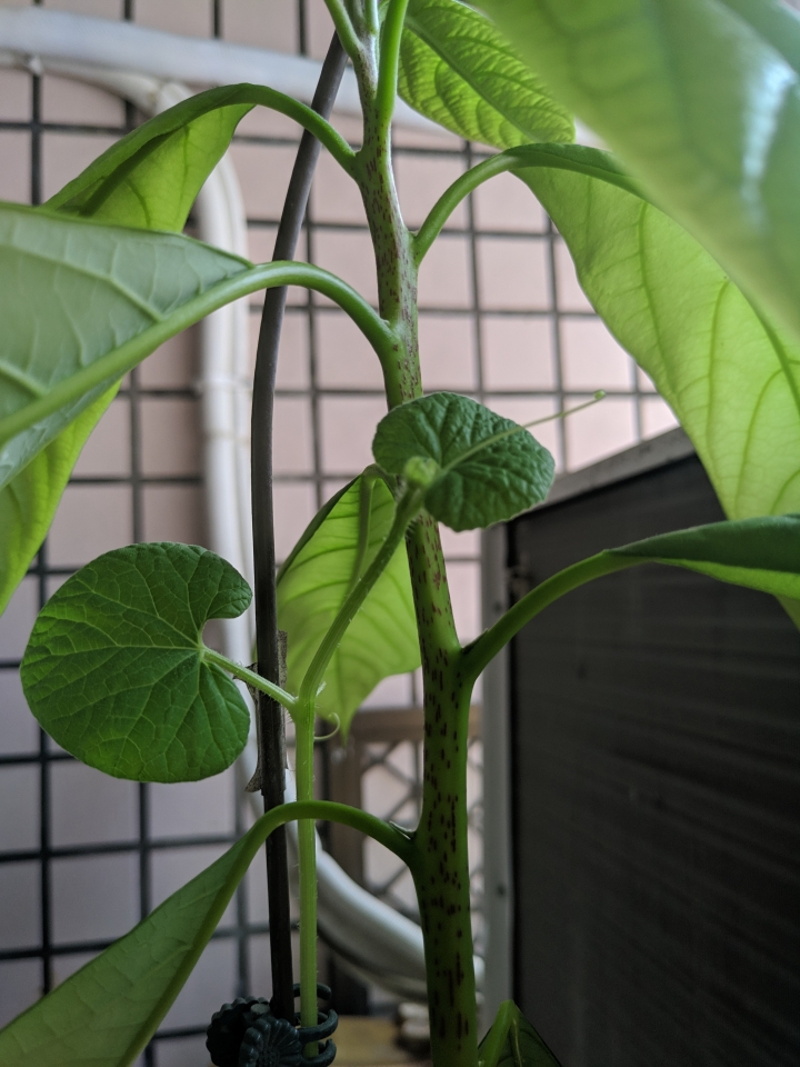 請問這些是什麼植物