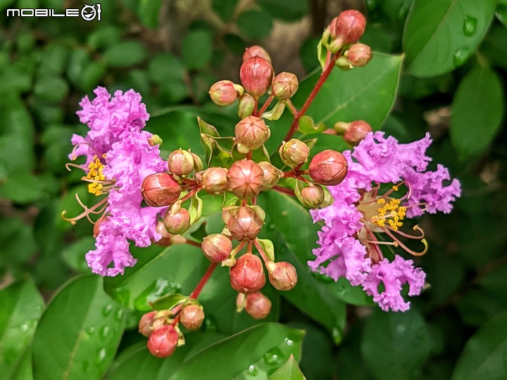 紫薇 台南市東區後甲公園 06/21