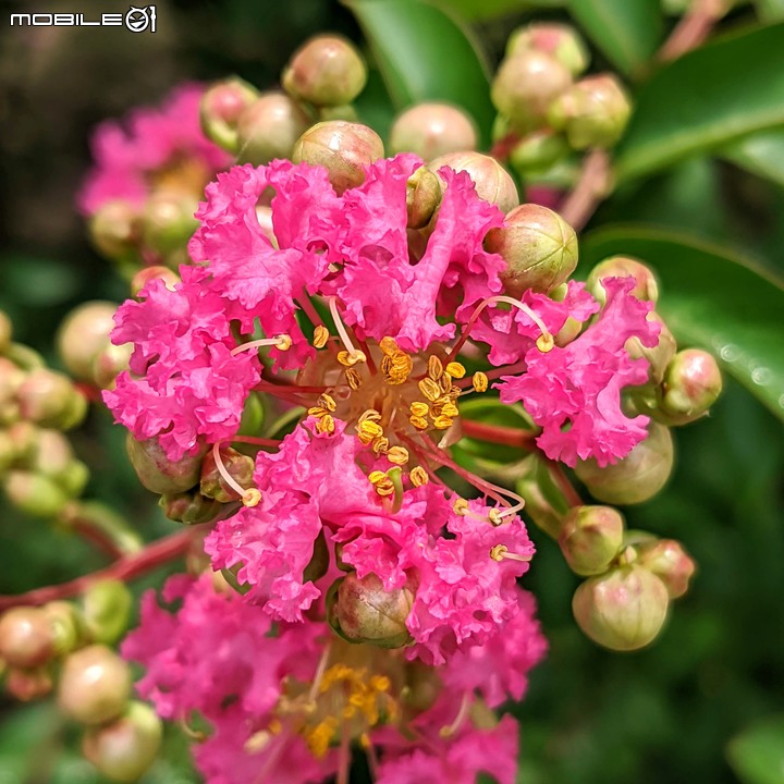紫薇 台南市東區後甲公園 06/21