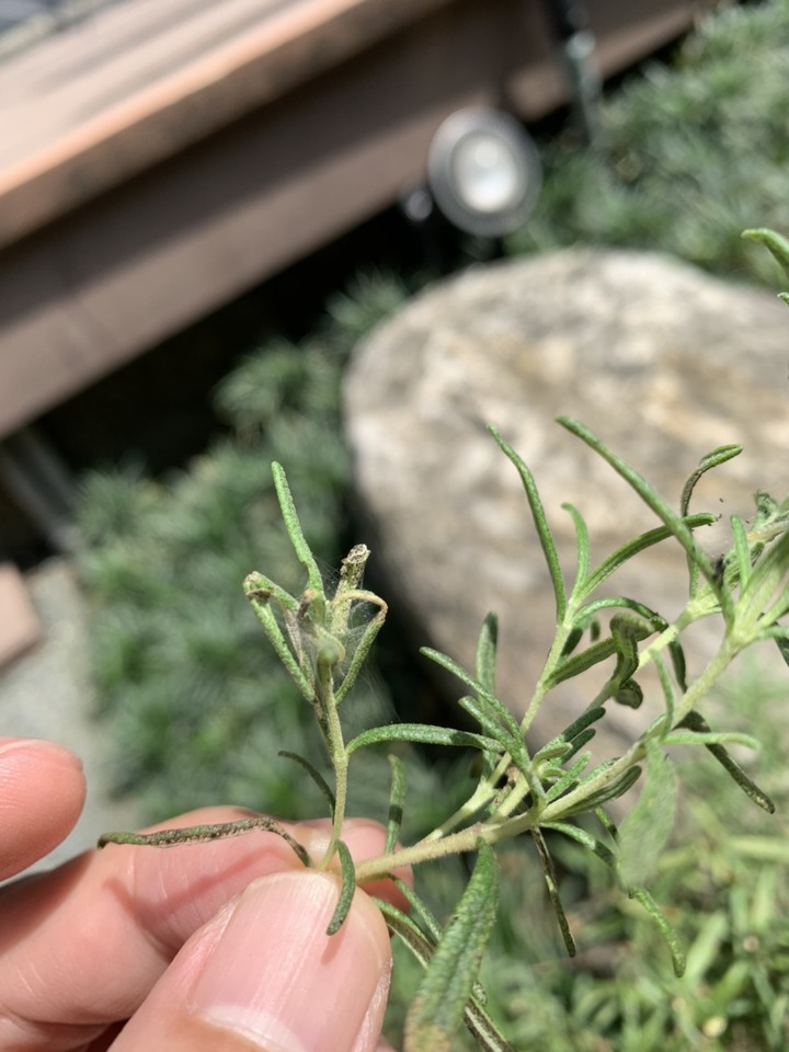 請問各位大大，我家的迷迭香到底怎麼了!??