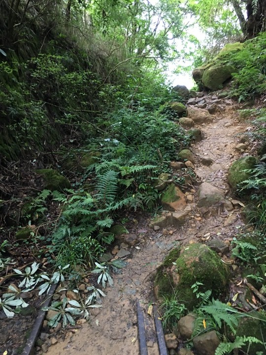 一個人探訪消失在雲霧中的森林鐵道-阿里山眠月線