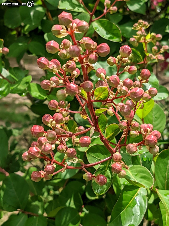 紫薇 台南市東區後甲公園 06/21
