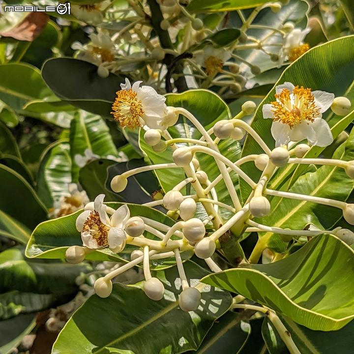 瓊崖海棠 台南市安平區湖濱水鳥公園 05/31