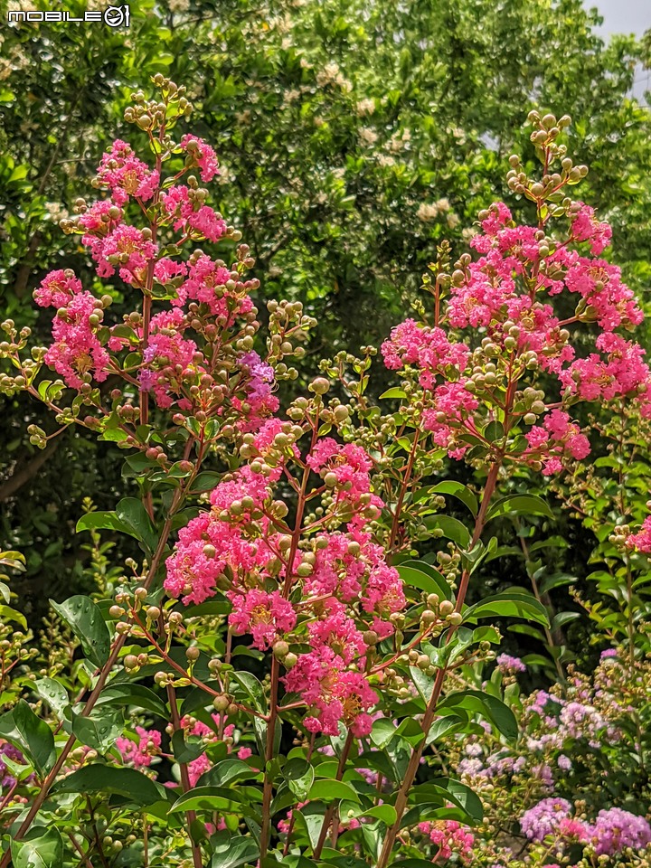紫薇 台南市東區後甲公園 06/21