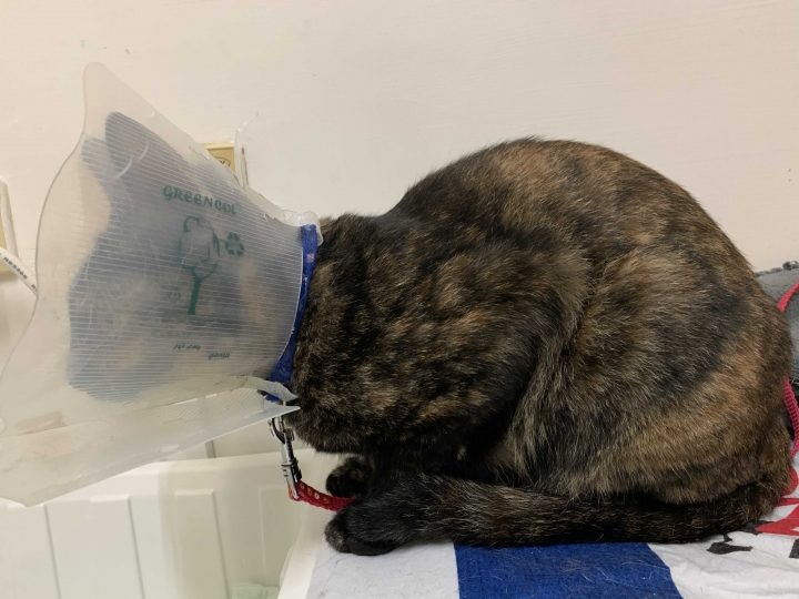 吃雞飼料長大的娃娃