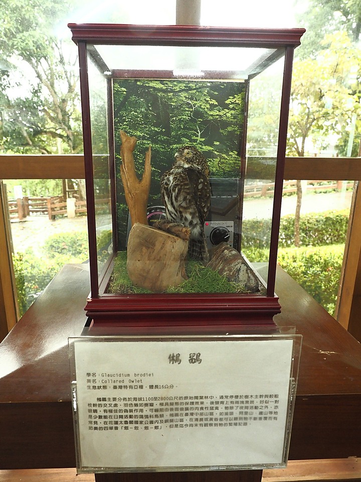 花蓮 台泥DAKA園區、CUME 咖哩、知卡宣森林公園、吉安火車站、美崙山生態展示館、台灣原住民族文化館、福杯滿溢民宿、戴記扁食—梅雨季中的花蓮旅行，第二部