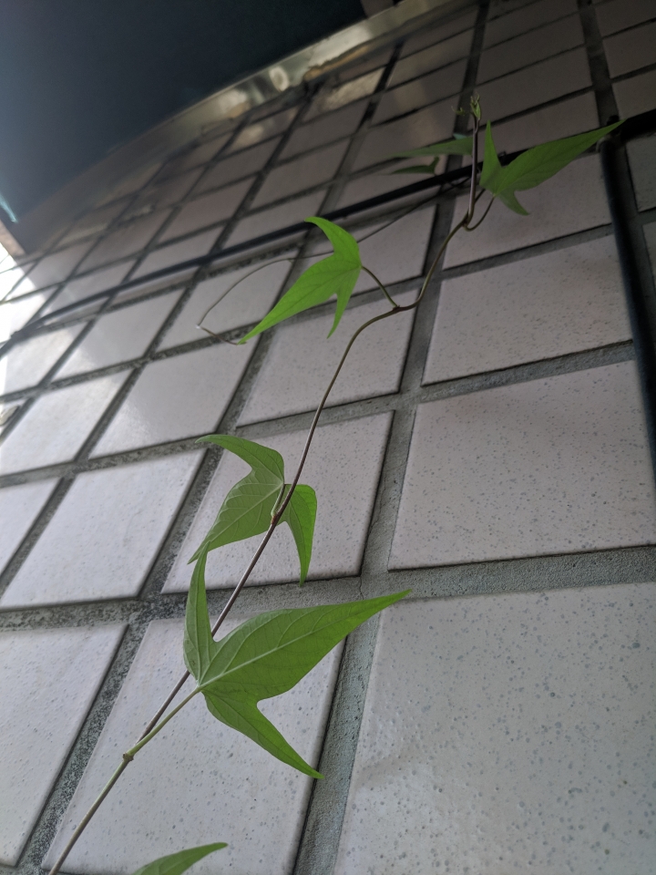請問這些是什麼植物