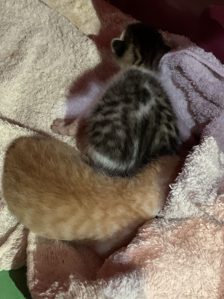 吃雞飼料長大的娃娃