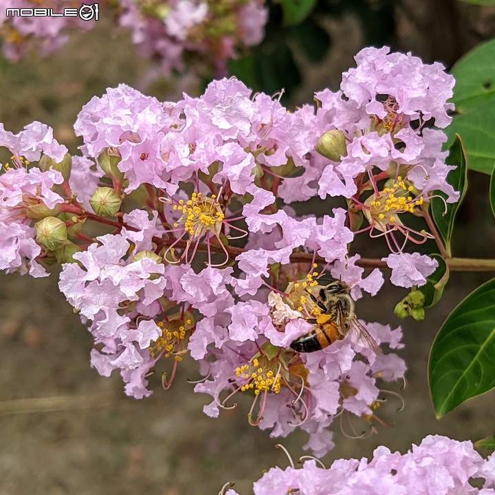 紫薇+布袋蓮 台南市官田區葫蘆埤自然公園北埤 06/25