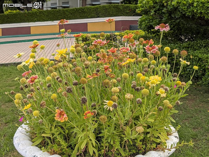 阿勃勒 台南市仁德區裕忠路衛生福利部嘉南療養院 06/10