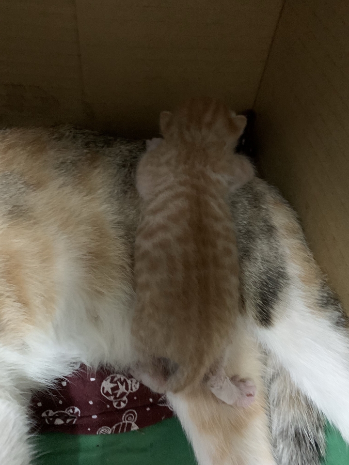 吃雞飼料長大的娃娃
