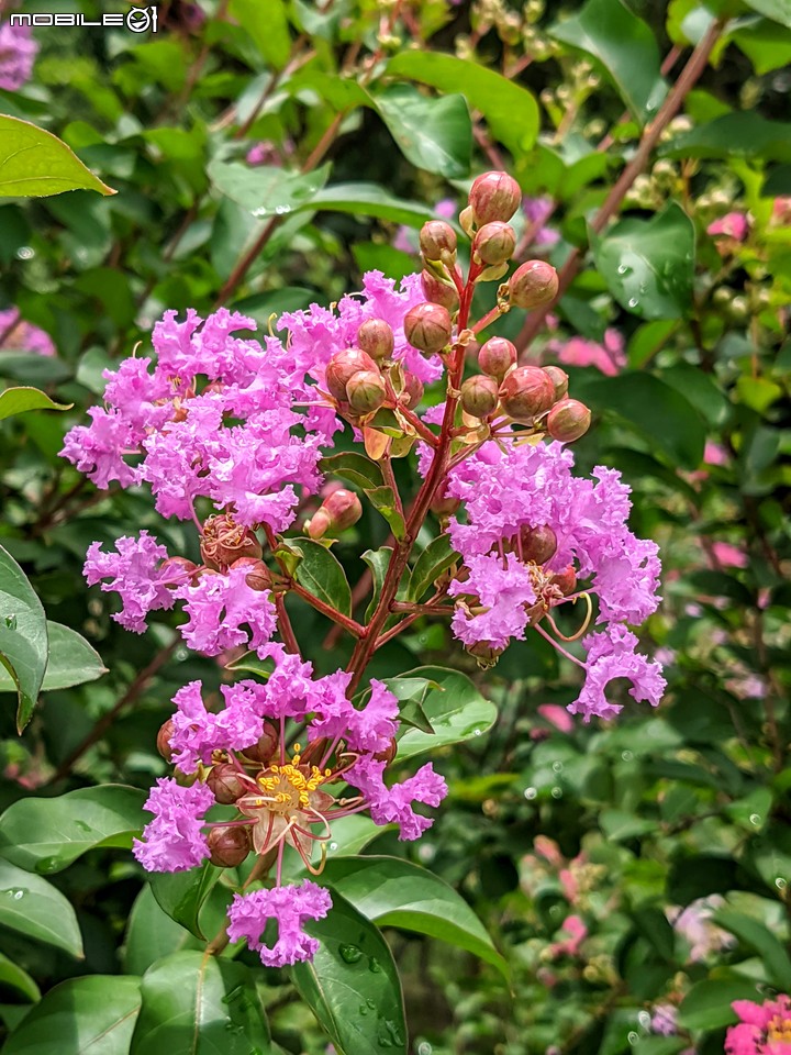 紫薇 台南市東區後甲公園 06/21