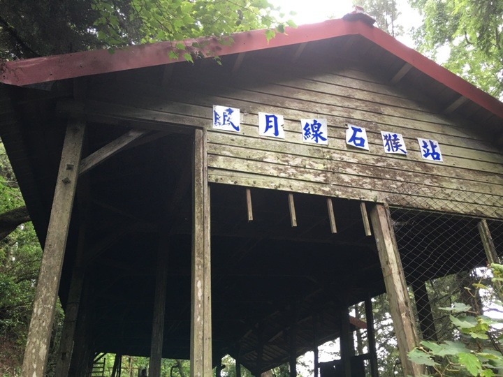 一個人探訪消失在雲霧中的森林鐵道-阿里山眠月線