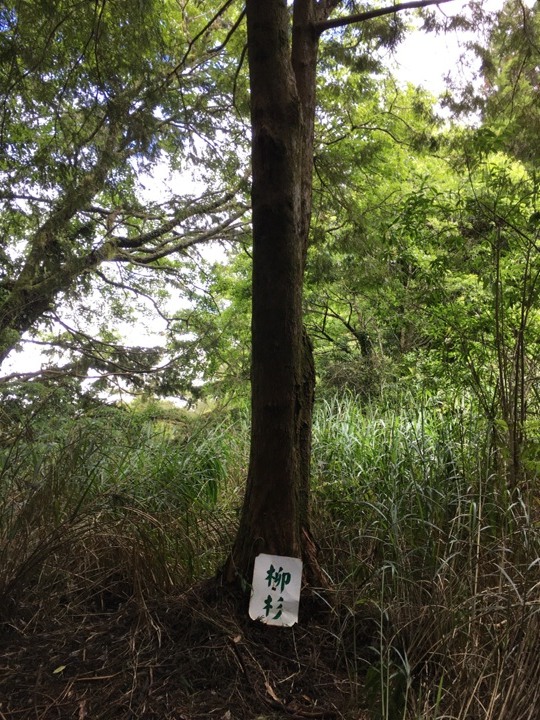 一個人探訪消失在雲霧中的森林鐵道-阿里山眠月線