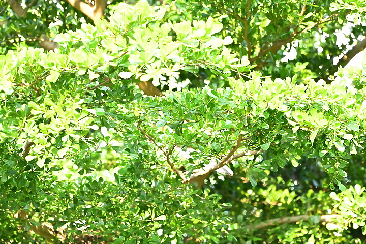 點我看大圖 記錄我家樹上黑冠麻鷺從5月13日開始的5周35天育雛,6月16日成功離巢。