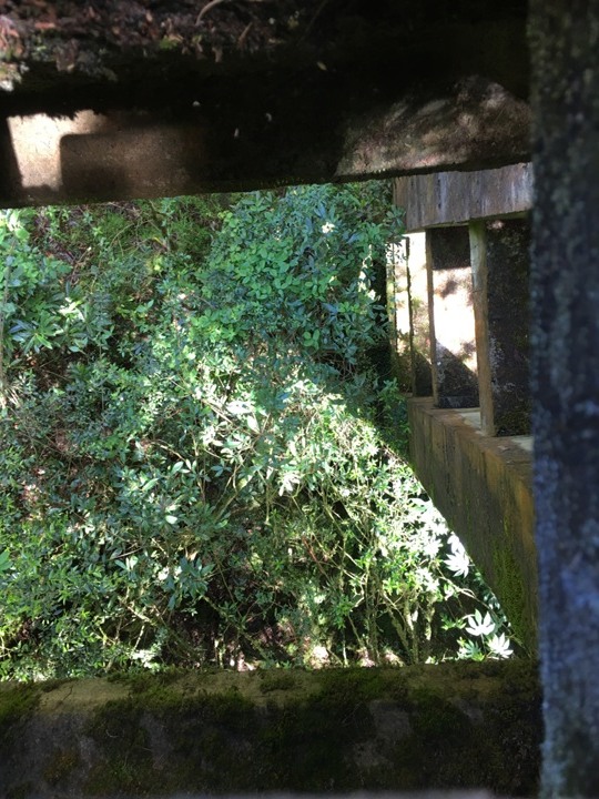一個人探訪消失在雲霧中的森林鐵道-阿里山眠月線