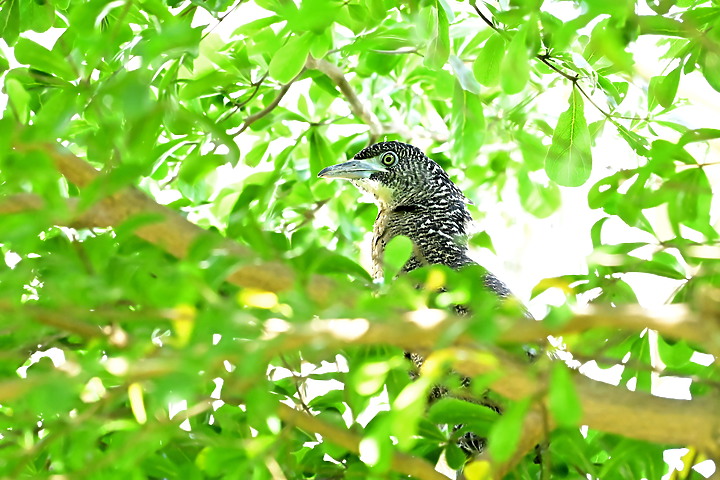 點我看大圖 記錄我家樹上黑冠麻鷺從5月13日開始的5周35天育雛,6月16日成功離巢。