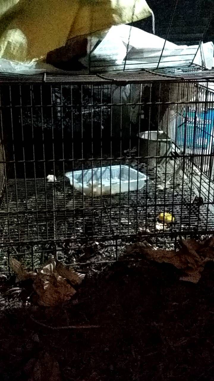 吃雞飼料長大的娃娃