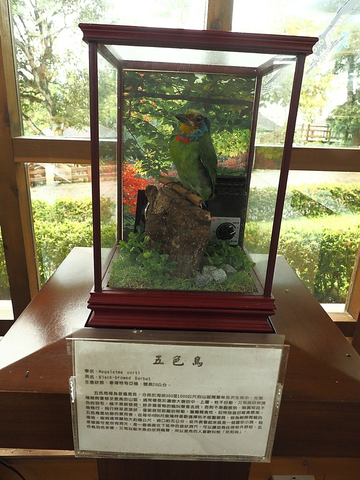 花蓮 台泥DAKA園區、CUME 咖哩、知卡宣森林公園、吉安火車站、美崙山生態展示館、台灣原住民族文化館、福杯滿溢民宿、戴記扁食—梅雨季中的花蓮旅行，第二部