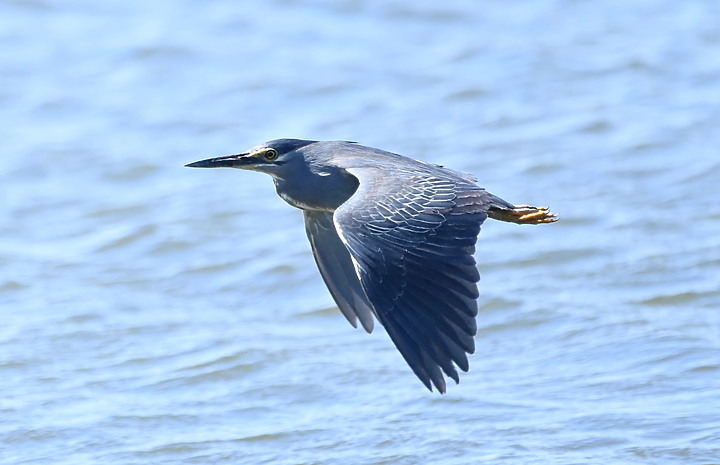 輕便與自由自在,Nikon 500mm PF開箱。