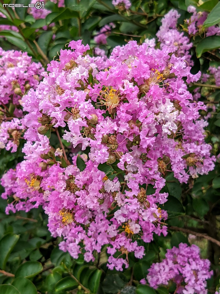 紫薇 台南市東區後甲公園 06/21