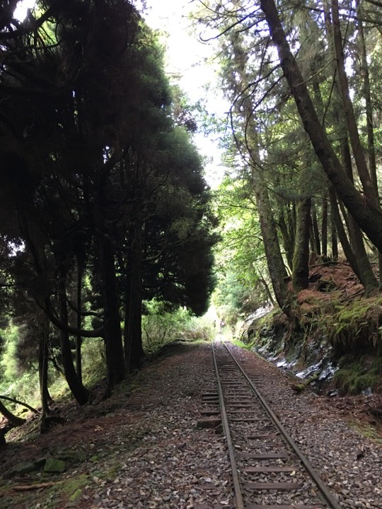一個人探訪消失在雲霧中的森林鐵道-阿里山眠月線