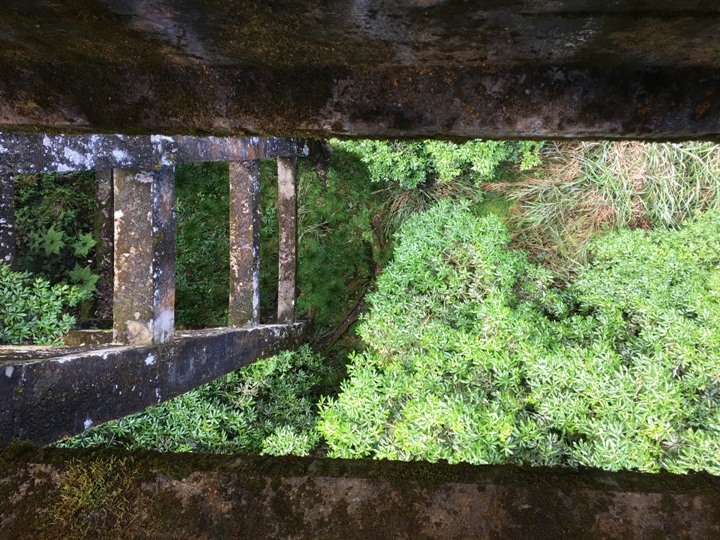 一個人探訪消失在雲霧中的森林鐵道-阿里山眠月線