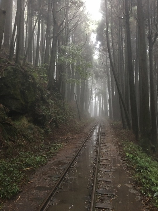 一個人探訪消失在雲霧中的森林鐵道-阿里山眠月線