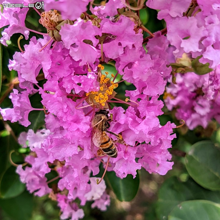 紫薇 台南市東區後甲公園 06/21