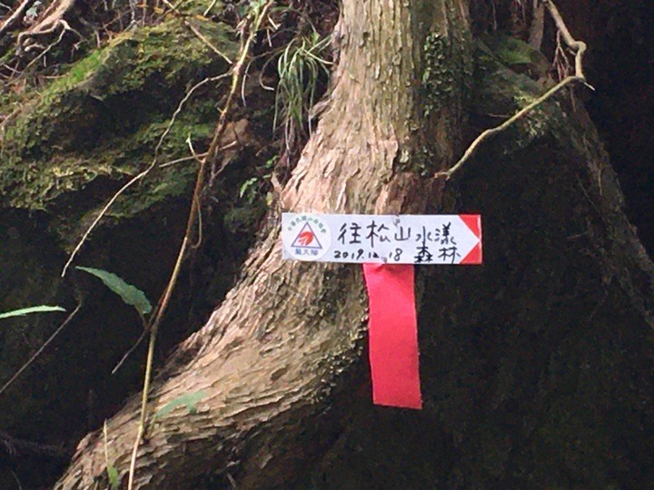 一個人探訪消失在雲霧中的森林鐵道-阿里山眠月線
