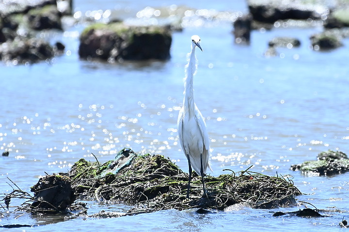 輕便與自由自在,Nikon 500mm PF開箱。