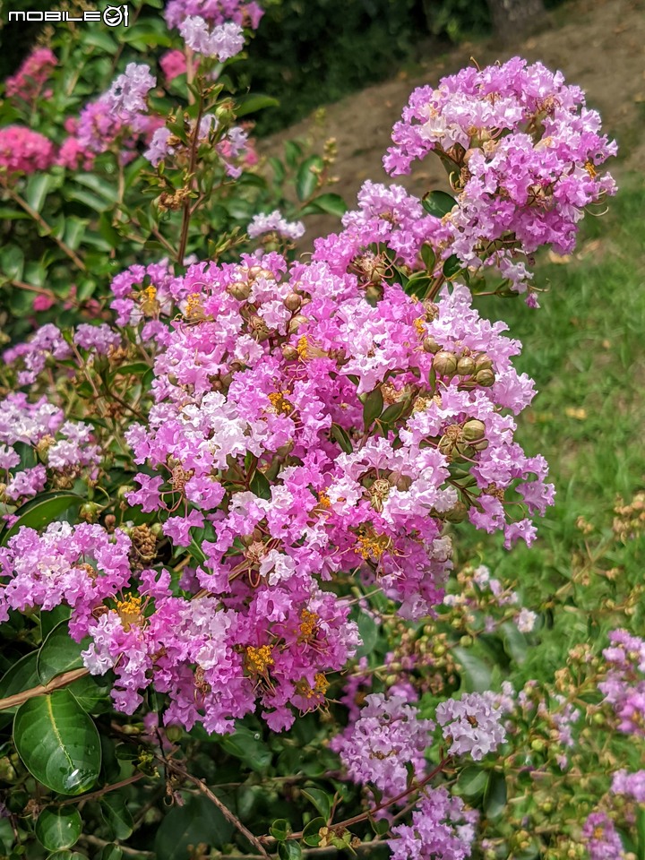 紫薇 台南市東區後甲公園 06/21