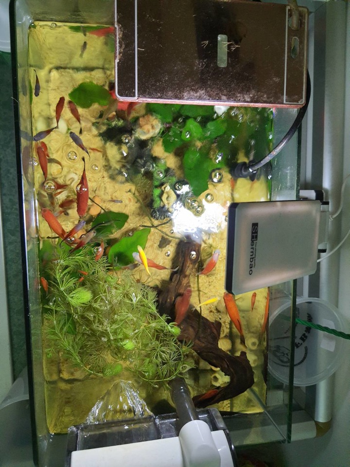養魚問題