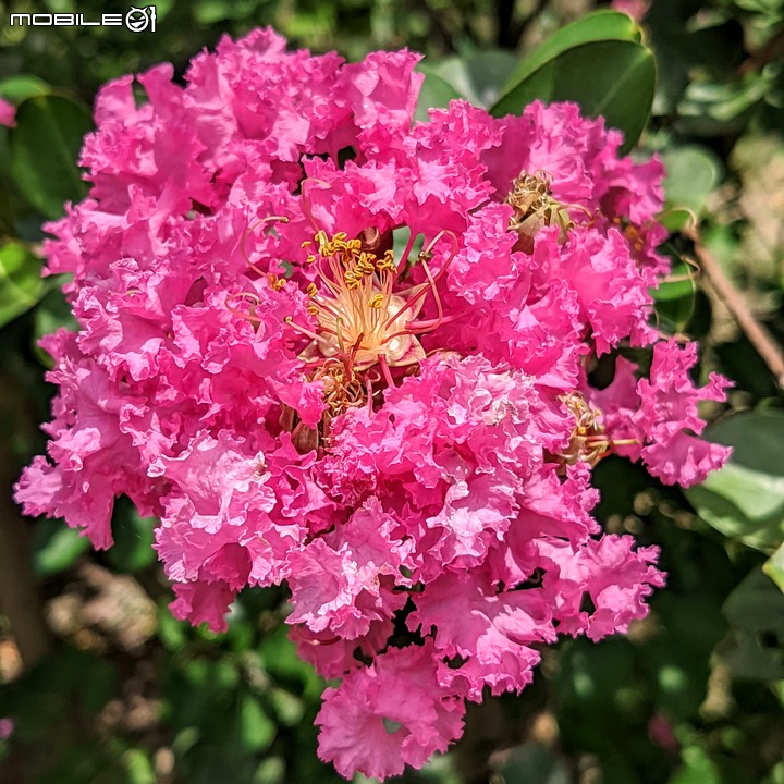 紫薇 台南市東區後甲公園 06/21